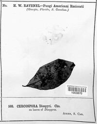 Cercospora diospyri image